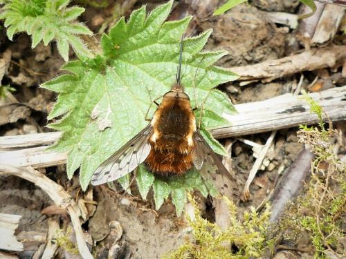 Bombylius discolor